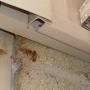 pest control