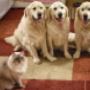 Regular carpet cleaning for those who need it