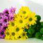 Chrysanthemum