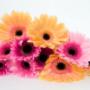 Gerbera