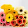 Picolinni Gerbera