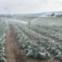 Water Pumps for Irrigation