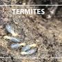 Wilson's Pest Control - Servicing Sydney metro - General Pest, Termites, Wasps, Ants, Bees, cockroches, German Cockroach, Rodents, Fleas, Spiders Blacktown, Parramatta, Baulkham Hills, Kellyville