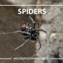 Wilson's Pest Control - Servicing Sydney metro - General Pest, Termites, Wasps, Ants, Bees, Rodents, Fleas, Spiders Blacktown, Parramatta, Baulkham Hills, Kellyville, Stanhope Gardens