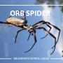 Wilson's Pest Control - Servicing Sydney metro - General Pest, Termites, Wasps, Ants, Bees, Rodents, Fleas, Spiders Blacktown, Parramatta, Baulkham Hills, Kellyville, Wetherill Park