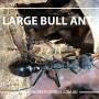 Wilson's Pest Control - Servicing Sydney metro - General Pest, Termites, Wasps, Ants, Bees, Rodents, Fleas, Spiders Blacktown, Parramatta, Scofields, Kellyville, Stanhope Gardens