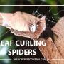 Wilson's Pest Control - Servicing Sydney metro - General Pest, Termites, Wasps, Ants, Bees, cockroches, German Cockroach, Rodents, Fleas, Spiders Blacktown, Parramatta, Baulkham Hills, Kellyville