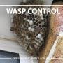 Wilson's Pest Control - Servicing Sydney metro - General Pest, Termites, Wasps, Ants, Bees, cockroches, German Cockroach, Rodents, Fleas, Spiders Blacktown, Parramatta, Baulkham Hills, Kellyville