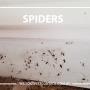 Wilson's Pest Control - Servicing Sydney metro - General Pest, Termites, Wasps, Ants, Bees, cockroches, German Cockroach, Rodents, Fleas, Spiders Blacktown, Parramatta, Baulkham Hills, Kellyville
