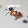 Wilson's Pest Control - Servicing Sydney metro - General Pest, Termites, Wasps, Ants, Bees, cockroches, German Cockroach, Rodents, Fleas, Spiders Blacktown, Parramatta, Baulkham Hills, Kellyville