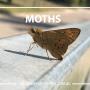 Wilson's Pest Control - Servicing Sydney metro - General Pest, Termites, Wasps, Ants, Bees, cockroches, German Cockroach, Rodents, Fleas, Spiders Blacktown, Parramatta, Baulkham Hills, Kellyville