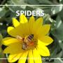 Wilson's Pest Control - Servicing Sydney metro - General Pest, Termites, Wasps, Ants, Bees, Rodents, Fleas, Spiders