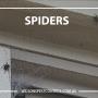 Wilson's Pest Control - Servicing Sydney metro - General Pest, Termites, Wasps, Ants, Bees, cockroches, German Cockroach, Rodents, Fleas, Spiders Blacktown, Parramatta, Baulkham Hills, Kellyville