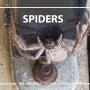 Wilson's Pest Control - Servicing Sydney metro - General Pest, Termites, Wasps, Ants, Bees, cockroches, German Cockroach, Rodents, Fleas, Spiders Blacktown, Parramatta, Baulkham Hills, Schofields