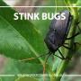 Wilson's Pest Control - Servicing Sydney metro - General Pest, Termites, Wasps, Ants, Bees, cockroches, German Cockroach, Rodents, Fleas, Spiders, Swagman Sprayer, Blacktown, Parramatta,