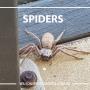 Wilson's Pest Control - Servicing Sydney metro - General Pest, Termites, Wasps, Ants, Bees, cockroches, German Cockroach, Rodents, Fleas, Spiders Blacktown, Parramatta, Baulkham Hills, Kellyville