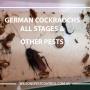 Wilson's Pest Control - Servicing Sydney metro - General Pest, Termites, Wasps, Ants, Bees, Rodents, Fleas, Spiders Blacktown, Parramatta, Baulkham Hills, Kellyville, Stanhope Gardens