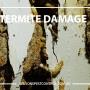Wilson's Pest Control - Servicing Sydney metro - General Pest, Termites, Wasps, Ants, Bees, cockroches, German Cockroach, Rodents, Fleas, Spiders Blacktown, Parramatta, Baulkham Hills, Telopea