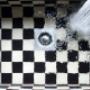 Nice checkered sink with hot water system doing well filling it up.