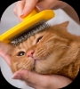 Cat Grooming