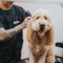 Dog Grooming