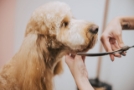 Pet Grooming St Kilda