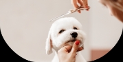 Pet Grooming