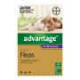 Advantage for Cats