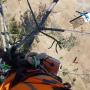 Tree top