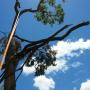 Tree top