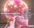 Neurotransmitters Test - Intermediate