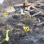 bushfire investigations