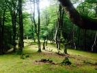 Inner Wisdom Kinesiology | Sydney | Marrickville | Thirroul | Natural Therapies