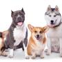 Dog Training Sydney