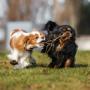 Dog Training Sydney