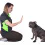 Dog Training Sydney