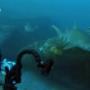 Diving with Sydney Grey Nurse Shark