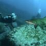 Scuba Divers Diving Apartments Dive Site with Sharks