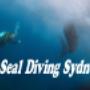 Seal Diving Sydney