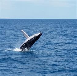 Fraser Coast Top Tourist Park