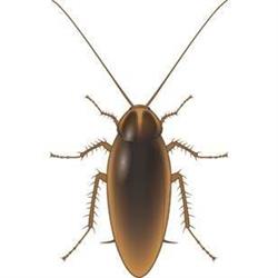 NSW Pest Control