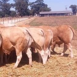 Renard Blonde Cattle