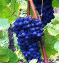 Wisdom and Wine