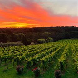 Abelli Estate Winery
