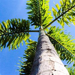 Green Leaf Garden Management