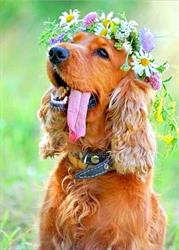 Bliss Fur Dogs