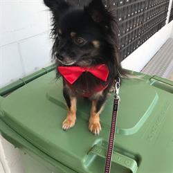 Happy Tails Paws Pet Minding