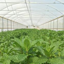 Fresh Herb Company -formerly Old Tyabb Herbs