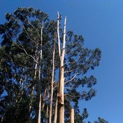 The Tree Da Vinci