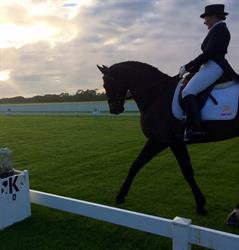 Aurum Equestrian Services